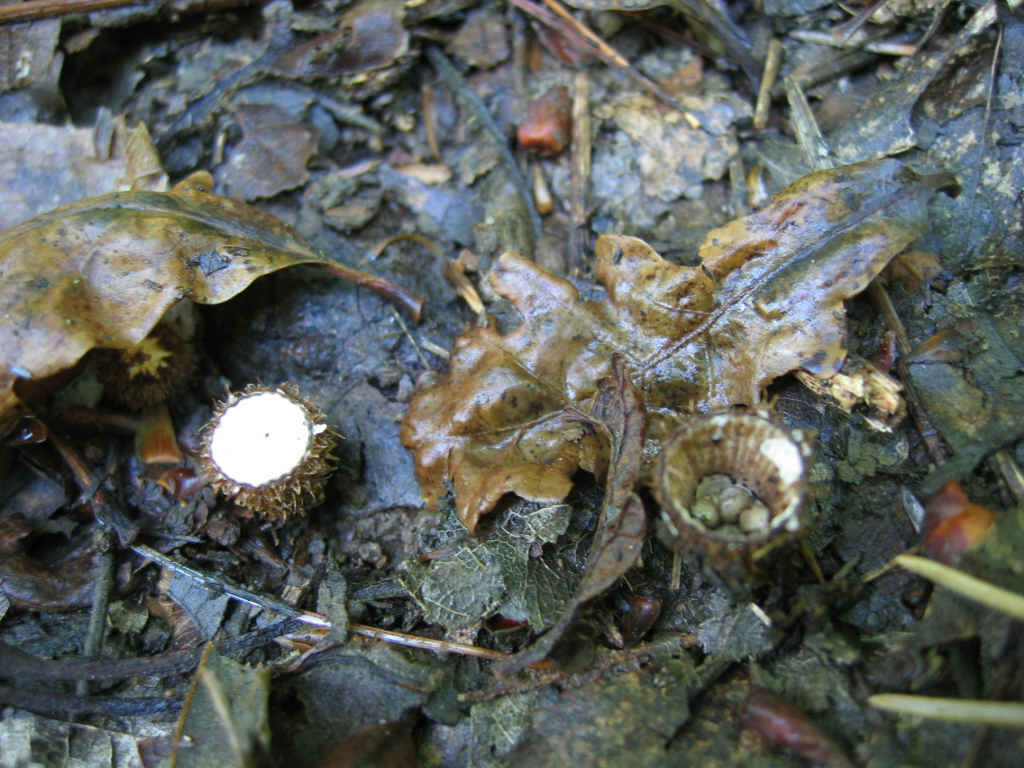 Cyathus striatus